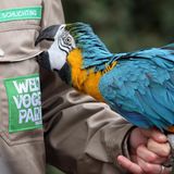 Weltvogelpark  Er nennt sich der größte Vogelpark der Welt und bietet 4000 Vögel aus allen Kontinenten: Der Weltvogelpark versammelt 650 verschiedene Arten, vom Kolibri bis zum Andenkondor mit mehr als drei Metern Spannweite. Im Lauf der Jahre wurde die Parklandschaft unter anderem um eine Freiflughalle, ein Papageienhaus und Gärten ergänzt.  Infos: www.weltvogelpark.de