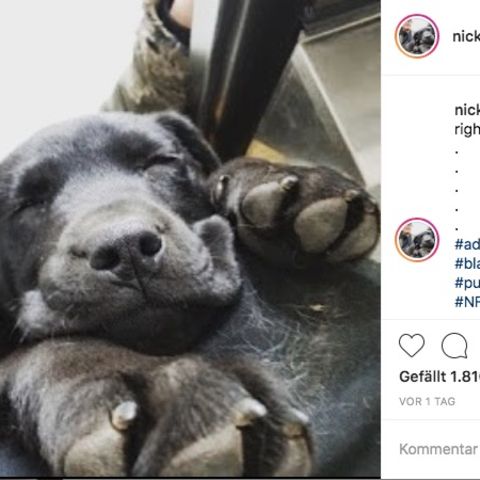 Gehörloser Hund