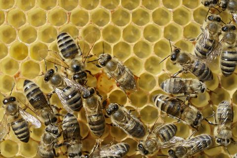 In Texas wurden über 500.000 Bienen getötet (Symbolbild)