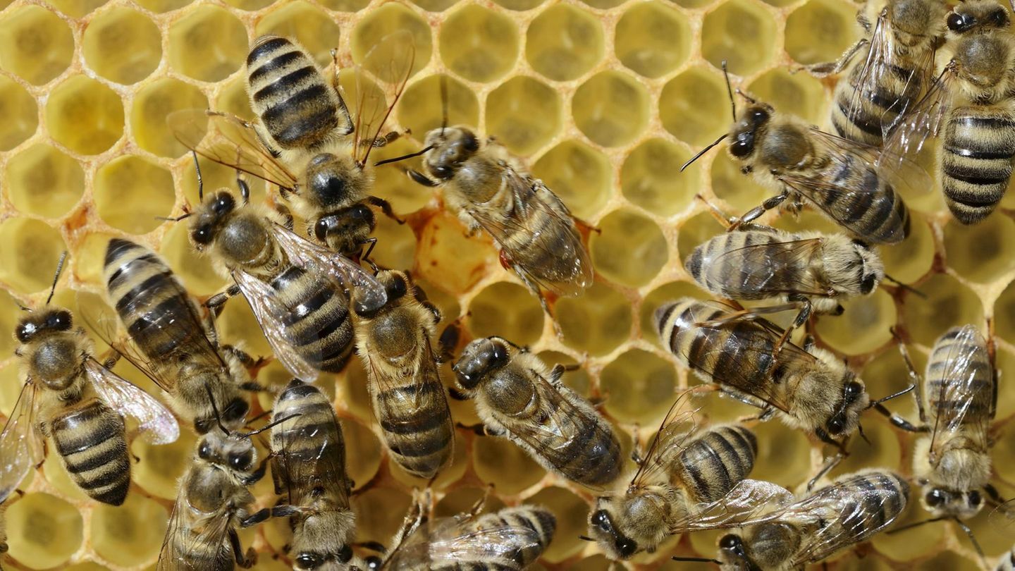 In Texas wurden über 500.000 Bienen getötet (Symbolbild)