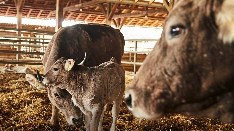 Landwirtschaft: Kuh und Kalb bleiben auf dem Demeter-Hof in Rengoldshausen viele Monate zusammen Kuh und Kalb bleiben auf dem Demeter-Hof in Rengoldshausen viele Monate zusammen