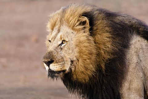 Löwen haben im Serengeti-Park einen Pfleger angegriffen