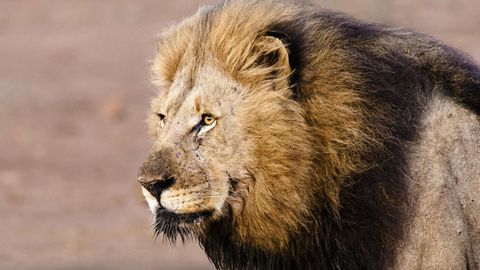 Löwen haben im Serengeti-Park einen Pfleger angegriffen