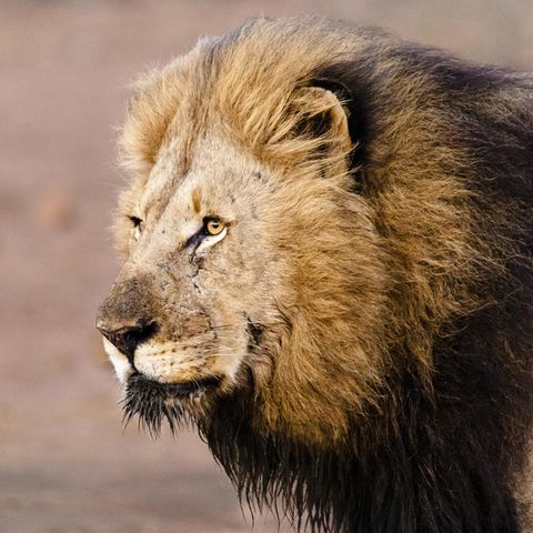 Löwen haben im Serengeti-Park einen Pfleger angegriffen