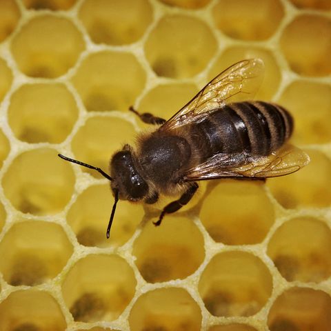 Biene auf einer Wabe - Beispiel für das Aussterben der Arten