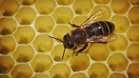 Biene auf einer Wabe - Beispiel für das Aussterben der Arten