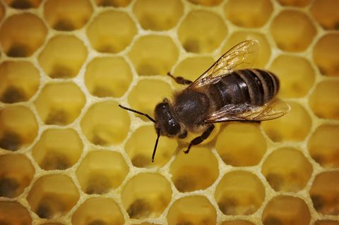 Biene auf einer Wabe - Beispiel für das Aussterben der Arten