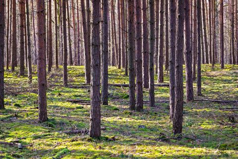 Bäume in einem reinen Kiefernwald