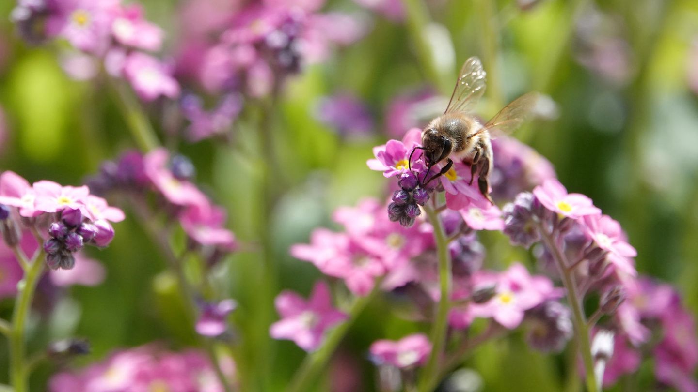 Eine Biene sitzt auf einer Blume