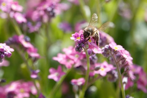 Eine Biene sitzt auf einer Blume