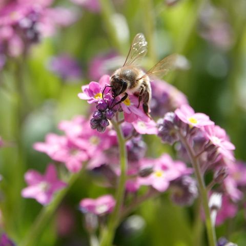 Eine Biene sitzt auf einer Blume