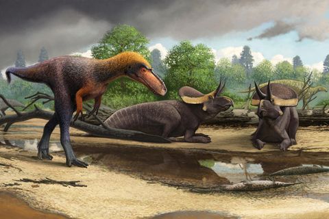 Die neu identifizierte Art Suskityrannus hazelae neben zwei anderen Dinosauriern.
