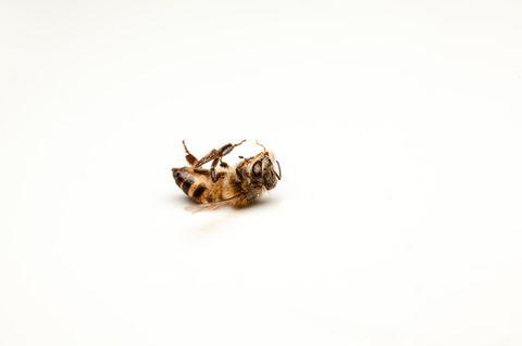 Wie sieht unsere Welt ohne Bienen aus?