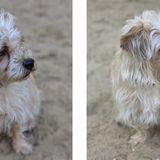 Zwei Vergleichsfotos von einem Hund im Sand