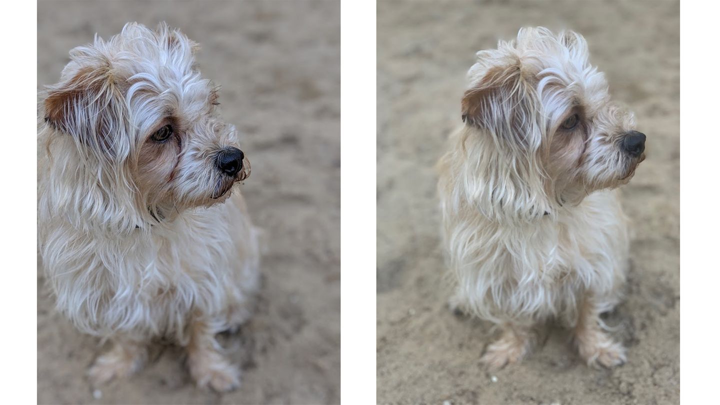 Zwei Vergleichsfotos von einem Hund im Sand
