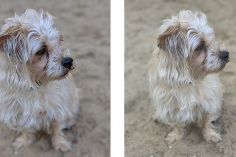 Zwei Vergleichsfotos von einem Hund im Sand