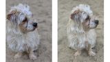 Zwei Vergleichsfotos von einem Hund im Sand
