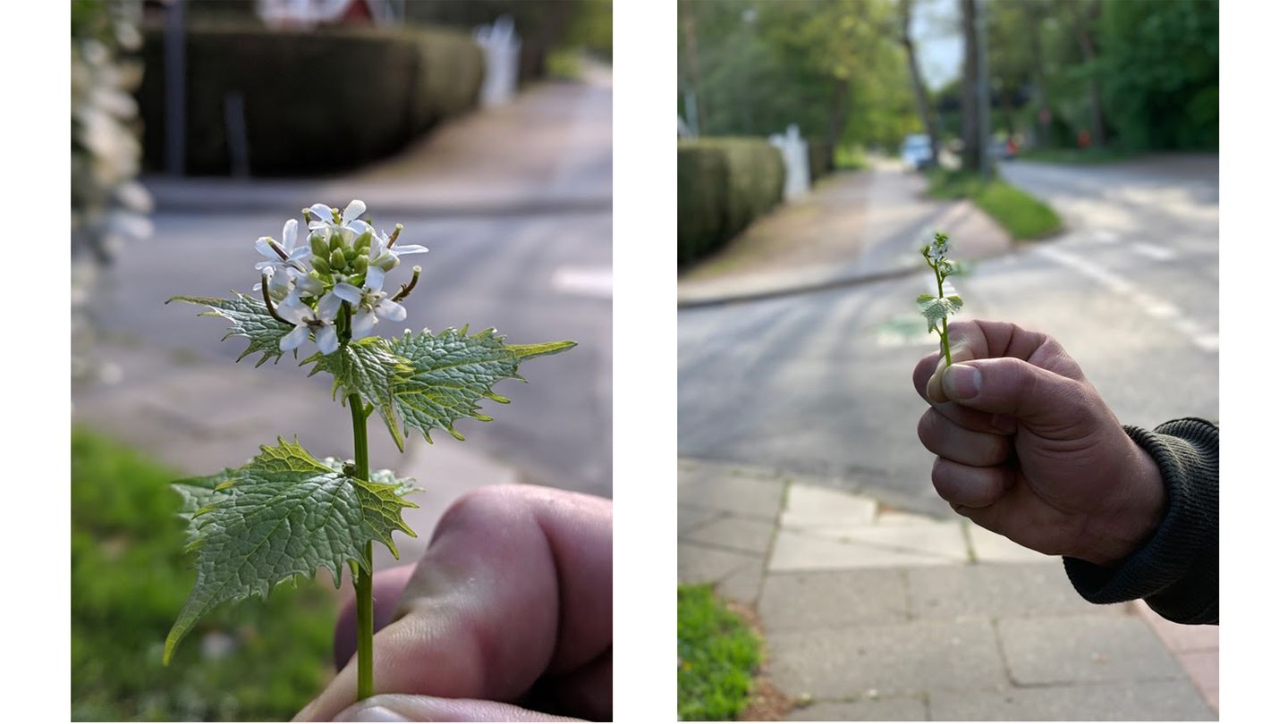 Hier ist die fehlende Zweitknipse sogar ein Vorteil: Während das iPhone (rechts) einen Mindestabstand benötigt, um Tiefenunschärfe erzeugen zu können, schafft es das Pixel auch aus nächster Nähe.