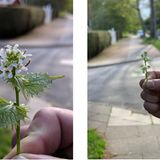 Hier ist die fehlende Zweitknipse sogar ein Vorteil: Während das iPhone (rechts) einen Mindestabstand benötigt, um Tiefenunschärfe erzeugen zu können, schafft es das Pixel auch aus nächster Nähe.