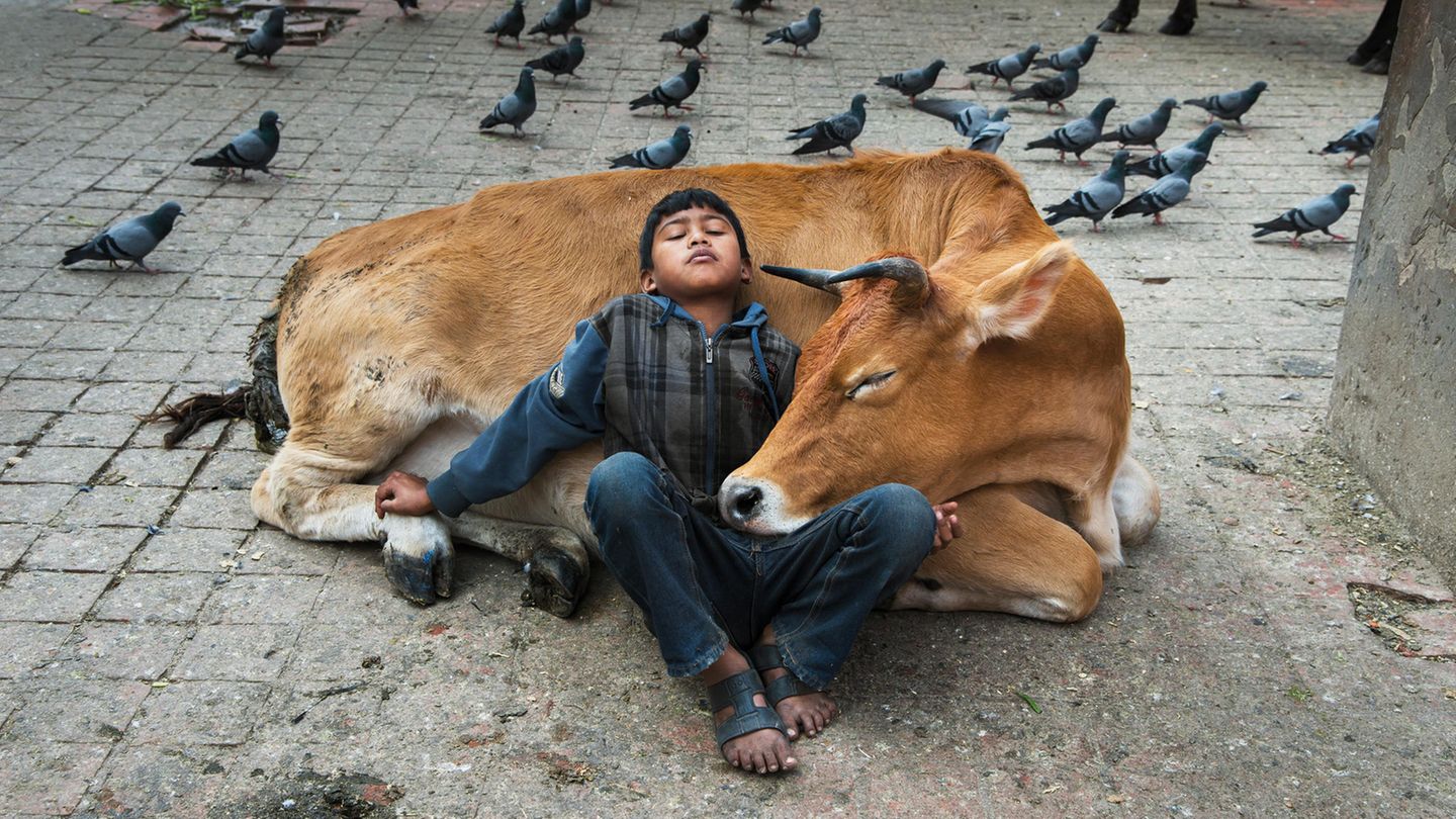 Steve McCurry - Ein Leben für die Fotografie Kathmandu (Nepal), 2013. Welche Aktivität wird von Menschen aller Kulturen auf unserem Planeten geteilt? Diese Frage sollte das bestimmende Thema eines neuen Buchprojektes werden, wie Schwester Bonnie McCurry schreibt. Beim Durchkämmen der Archive hat sich das Thema, das auf diesem Bild zu sehen ist, gewissermaßen aufgedrängt: Schlaf. "Wir entdeckten, dass wir über eine große Bildauswahl von schlafenden Menschen verfügen", so Bonnie. Warum auch nicht? "Wir verschlafen ein ganzes Drittel unseres Lebens – es ist also klar, dass wir während dieser Zeit eine wichtige 'Arbeit' verrichten." Schlaf sei weniger ein Luxus denn eine Notwendigkeit.