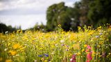 2. Keine Mogelpackung  Hummeln, Käfer und Schmetterlinge fliegen auf Blüten - sofern dort Nektar und Pollen zu holen sind. "Gefüllte" Blüten, typisch für Rosen oder Dahlien, sehen üppig aus, sind aber verkümmerte Mutanten. Insekten summen an ungefüllten Blüten wie Hundsrosen, Sonnenblumen oder Balkonkräuter wie Thymian und Oregano.