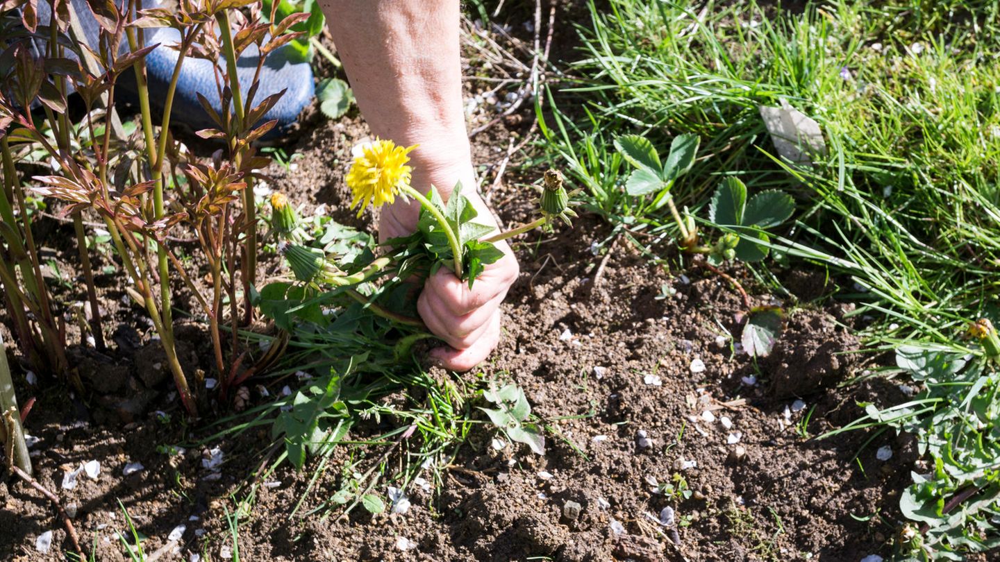 3. Mut zu "Unkraut"  Hübsch, wie sich die Falter am Schmetterlingsflieder (Buddleja) tummeln. Leider hilft die Pflanze Faltern kaum: Sie stammt aus China und Tibet, weshalb heimische Raupen sie verschmähen. Besseres Futter bieten unscheinbare Gewächse wie Brennnessel, Wegerich, Löwenzahn, Klee oder Knoblauchsrauke. Und schottern udn pflastern Sie Ihr Grün bitte nicht zu Tode.