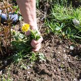 3. Mut zu "Unkraut"  Hübsch, wie sich die Falter am Schmetterlingsflieder (Buddleja) tummeln. Leider hilft die Pflanze Faltern kaum: Sie stammt aus China und Tibet, weshalb heimische Raupen sie verschmähen. Besseres Futter bieten unscheinbare Gewächse wie Brennnessel, Wegerich, Löwenzahn, Klee oder Knoblauchsrauke. Und schottern udn pflastern Sie Ihr Grün bitte nicht zu Tode.