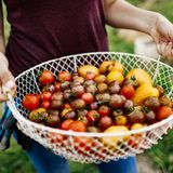 4. Pflanzen essen  Schweine und Hühner fressen viel Soja, das aus Südamerika importiert wird. Dafür werden artenreiche Regenwaldflächen gerodet. Auch auf Futtermais-Äckern ist für Insekten nichts mehr zu holen. Wenn Sie im Supermarkt weniger Fleisch, Käse und Eier kaufen, dafür aber mehr pflanzliche Produkte, helfen Sie also auch Insekten.