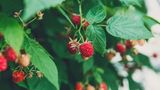 5. Ein Naschgarten schmeckt allen  Sie mögen Himbeeren? Auch Bienen lieben die zarten Blüten, und etwa 50 Raupenarten fressen an Himbeerblättern (gönnen Sie ihnen ein paar). Kräuter wie Oregano oder Thymian werden von Tagfaltern angeflogen, Gemüse wie Fenchel oder Möhre steht bei Raupen hoch im Kurs. Dillblüten locken Schlupfwespen in den Garten, die zum Beispiel Blattläuse dezimieren.