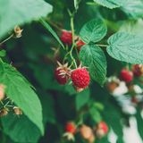 5. Ein Naschgarten schmeckt allen  Sie mögen Himbeeren? Auch Bienen lieben die zarten Blüten, und etwa 50 Raupenarten fressen an Himbeerblättern (gönnen Sie ihnen ein paar). Kräuter wie Oregano oder Thymian werden von Tagfaltern angeflogen, Gemüse wie Fenchel oder Möhre steht bei Raupen hoch im Kurs. Dillblüten locken Schlupfwespen in den Garten, die zum Beispiel Blattläuse dezimieren.