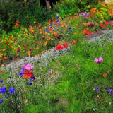 6. Magerkur für den Boden  In einer durch Landwirtschaft und Stickstoff-Abgase überdüngten Landschaft sind blühende Magerrasen rar geworden. Im Garten können Sie mit etwas Körpereinsatz enien anlegen, indem Sie Ihren Boden auf Diät setzen: Grasnarbe abheben, den Boden darunter mit Sand "verdünnen" und Wildblumen einsäen.