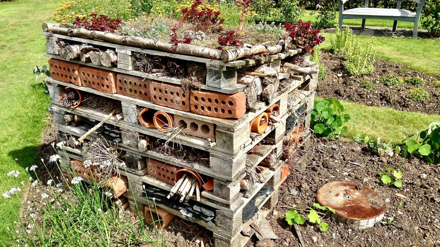 10. Nicht jedes Loch ist ein Hotel  Viele Insektenhotels aus dem Baumarkt sind eher tödliche Fallen. Die Löcher müssen sauber gebohrt sein, sonst zerreißen sich Wildbienen und Wespen ihre Flügel an Holzsplittern. Gebohrte Baumscheiben bekommen mit der Zeit Risse, über die Parasiten eindringen. Geeignet ist ein abgelagerter Hartholzblock mit sauber gefrästen Bohrlöchern (2 bis 8 mm Durchmesser, mindestens 6 cm tief, hinten geschlossen) oder ein Bündel glatt abgeschnittener Schilfrohrstängel.