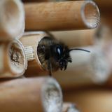 9. Winterquartiere schützen  Sobald es kühler wird, suchen Insekten und ihre Larven Zuflucht in Löchern, Ritzen, hohle Bäumen, Stängeln oder Holzstapeln. Lassen Sie vertrocknete Stauden und tote Zweige bis zum Frühjahr stehen und fusselige Gespinste in Sträuchern hängen: Tagfalterpuppen haben sich hier ihren Schlafsack gesponnen.