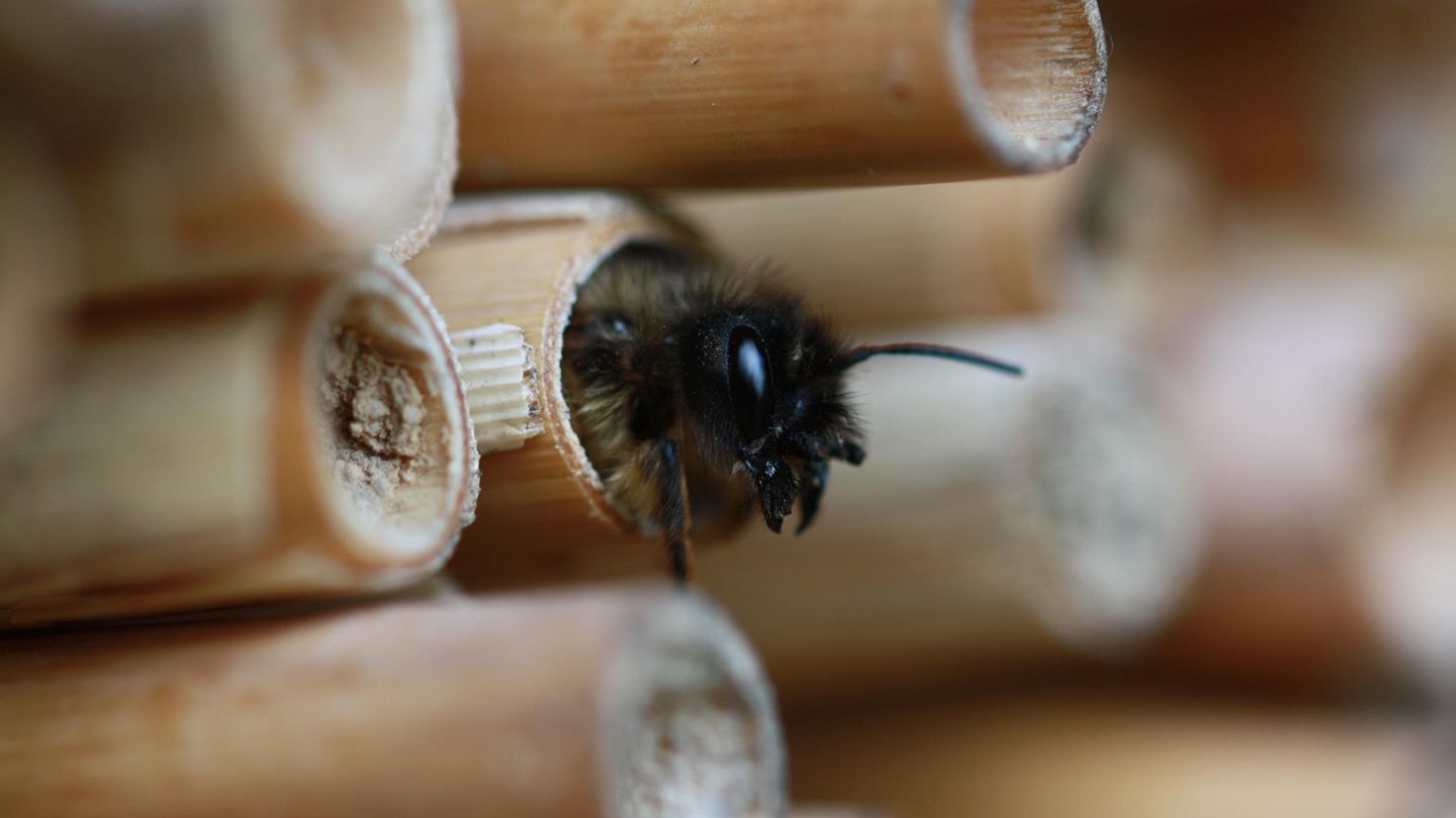 9. Winterquartiere schützen  Sobald es kühler wird, suchen Insekten und ihre Larven Zuflucht in Löchern, Ritzen, hohle Bäumen, Stängeln oder Holzstapeln. Lassen Sie vertrocknete Stauden und tote Zweige bis zum Frühjahr stehen und fusselige Gespinste in Sträuchern hängen: Tagfalterpuppen haben sich hier ihren Schlafsack gesponnen.