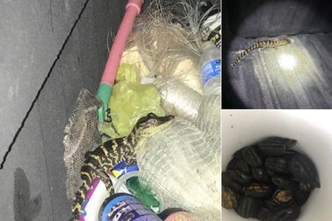 Ein kleiner Alligator, der auf Müll herumklettert und die gefundenen Schildkröten in einem Eimer