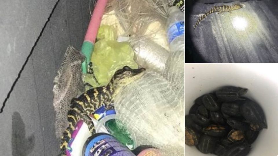 Ein kleiner Alligator, der auf Müll herumklettert und die gefundenen Schildkröten in einem Eimer