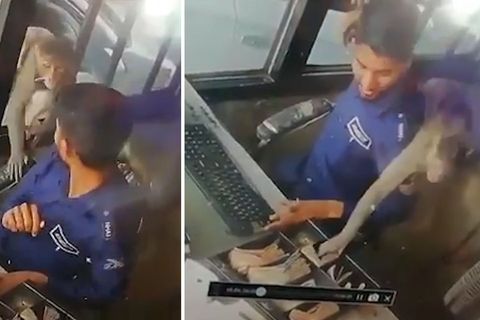 Indien: Affe klaut Bündel Scheine aus einer Mautstelle