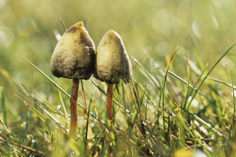 Zwei psychoaktive Pilze mit spitzen Hut stehen auf einer Wiese.
