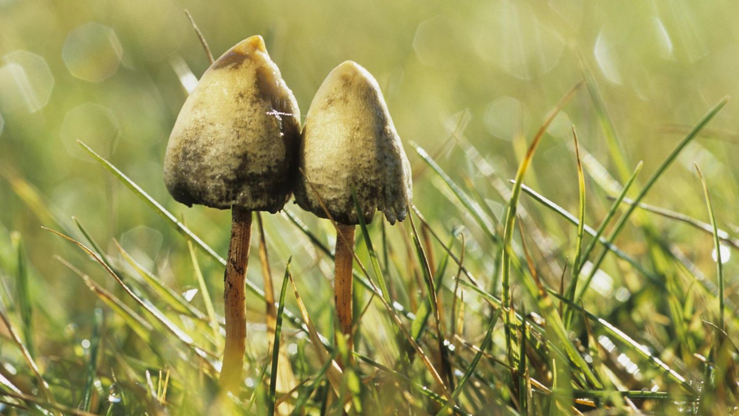 Zwei psychoaktive Pilze mit spitzen Hut stehen auf einer Wiese.