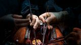 Organspende