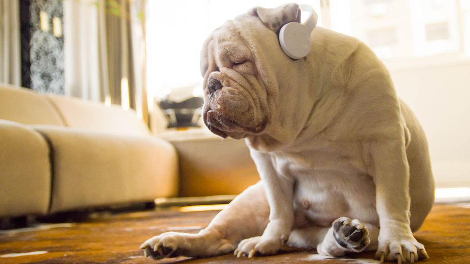 Eine Bulldogge sitzt mit Kopfhörern auf den Schlappohren und geschlossenen Augen auf dem Boden