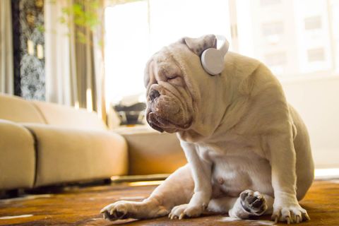 Eine Bulldogge sitzt mit Kopfhörern auf den Schlappohren und geschlossenen Augen auf dem Boden