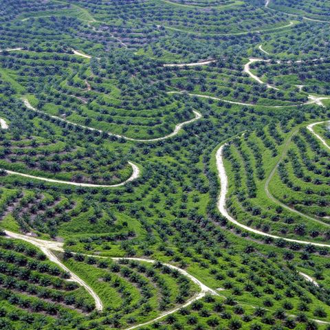 Palmöl-Plantage