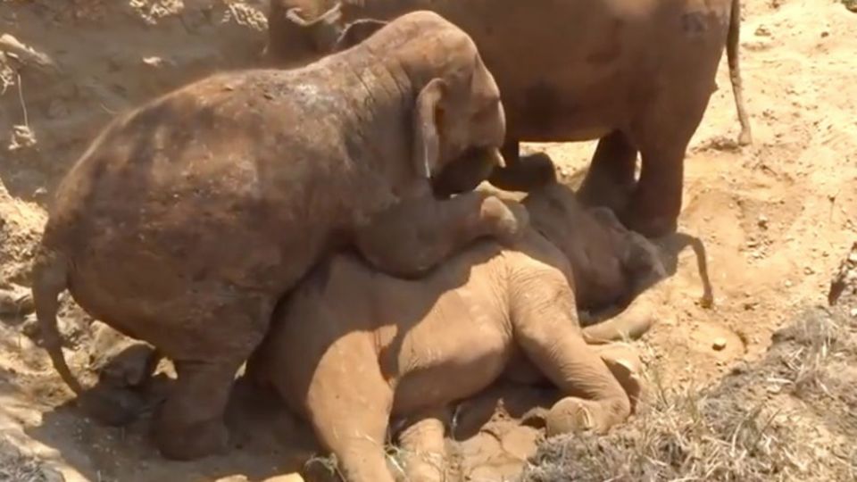 Wenn Tiere trauern: Bewegender Abschied: Babyelefant trauert um gestorbene Pflegemama