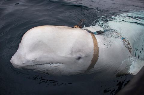 Der Belugawal vor Norwegens Küste mit dem Geschirr um seinen Körper