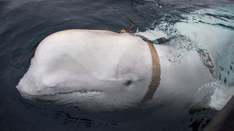 Der Belugawal vor Norwegens Küste mit dem Geschirr um seinen Körper