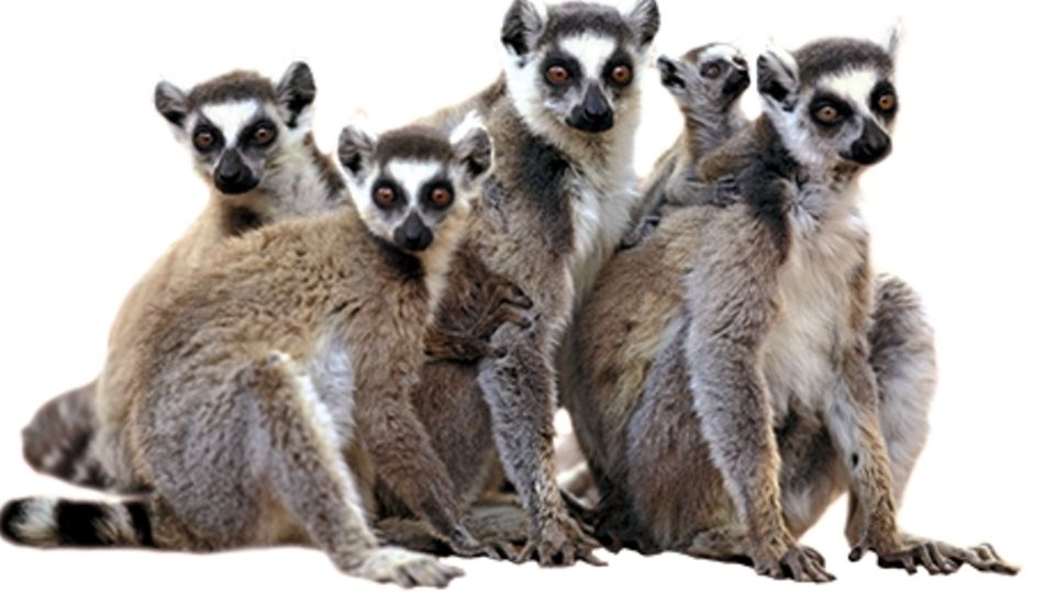 Freizeitparks in Deutschland Freizeitparks in Deutschland: Serengeti-Park