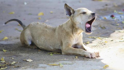 Straßenhund Tollwut Philippinen