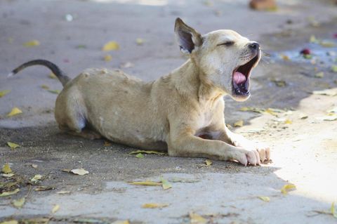 Straßenhund Tollwut Philippinen