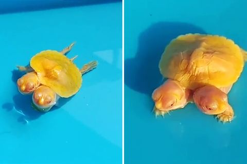 Zweiköpfige Albino-Schildkröte